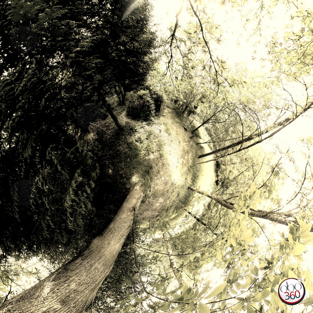 Composition artistique réalisée à partir d'une vue à 360°, prise dans une forêt, quelque part en Finistère.