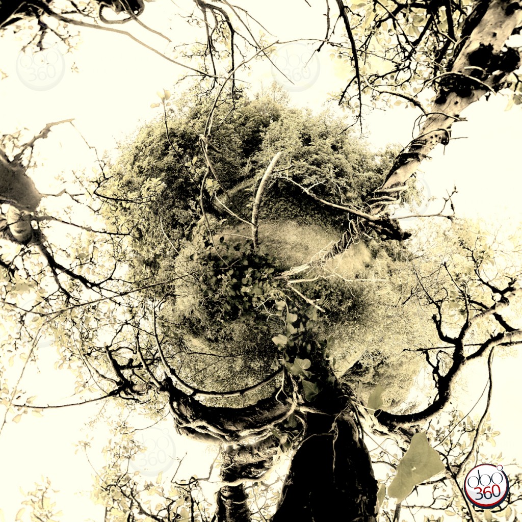 Composition artistique réalisée à partir d'une vue à 360°, prise dans un petit arbre avec des lianes, quelque part en Finistère.