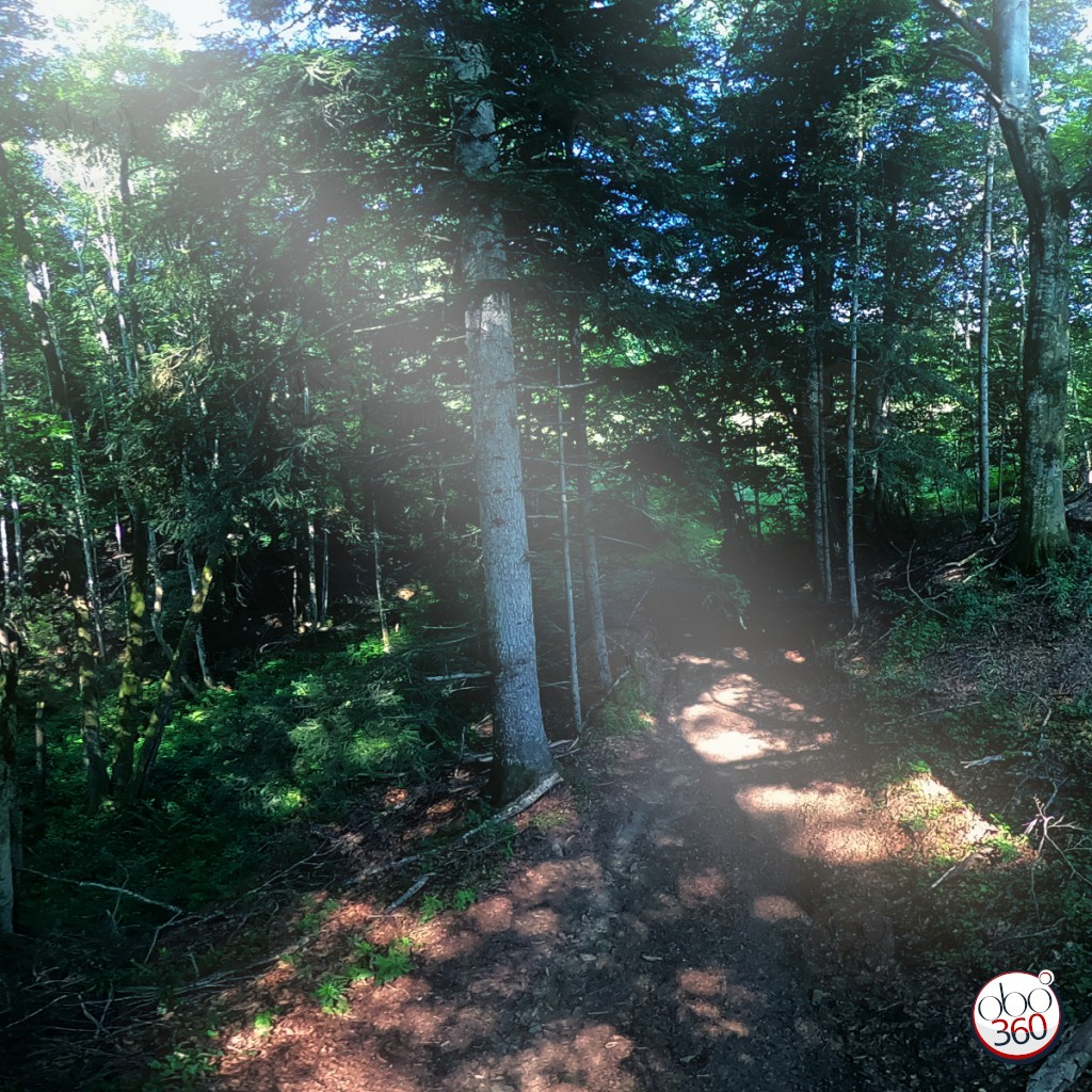 Artistic composition from a 360° shot.Photo realized in the wood of Pommerette in the Rhône. Observe the play of light in the humidity of the heights.Dive directly into the work.