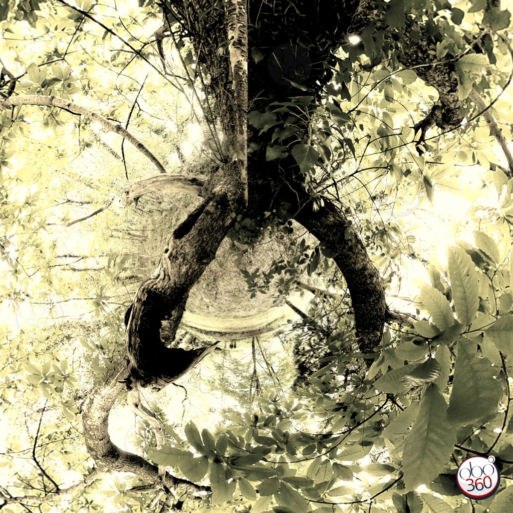Artistic composition realized from a 360° view, taken in the heart of a tree, somewhere on a path, in Finistère.