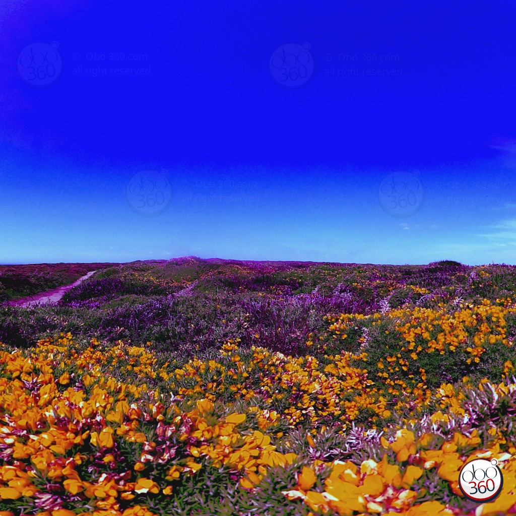 Artistic composition from a 360° shot.Picture taken in the middle of gorse and heather, somewhere in Brittany. Dive directly into the work.